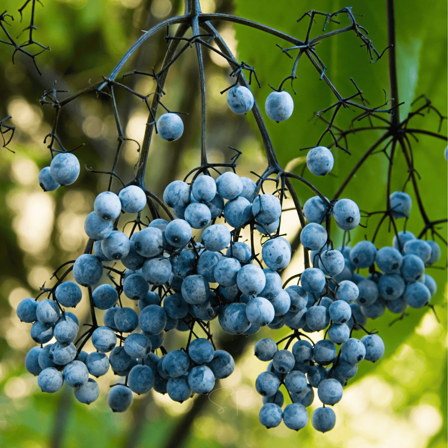 Blue Elderberry Seeds – 50 Heirloom Sambucus cerulea for Syrups, Jams, and Wildlife Gardens