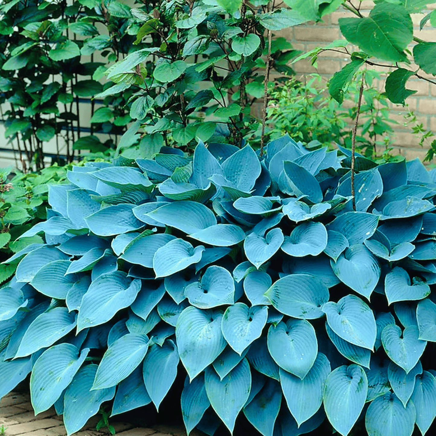 Blue Hosta Seeds – Perennial Shade Plant with Blue-Green Leaves, Lavender Flowers, Hosta ventricosa, 25 Seeds