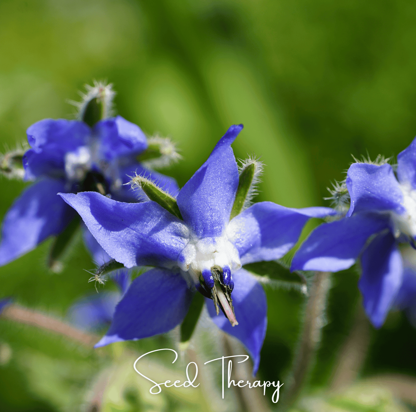 Blue Borage Seeds - 100 Heirloom Borago officinalis Pollinator Attracting Herb for Bees & Edible Flowers