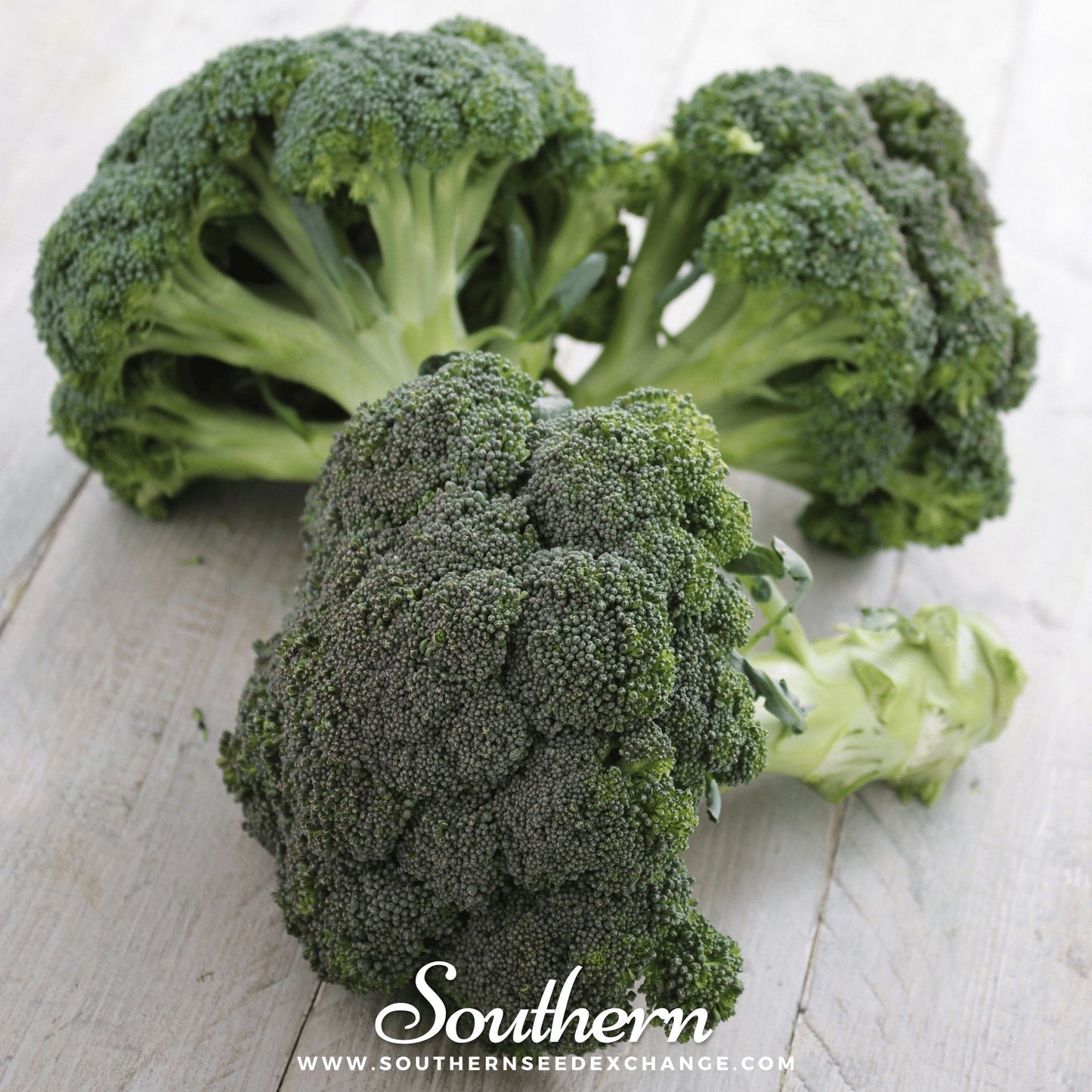 Calabrese Green Broccoli Seeds – Heirloom, Non-GMO, 100 Seeds for Spring & Fall Gardens, Brassica oleracea