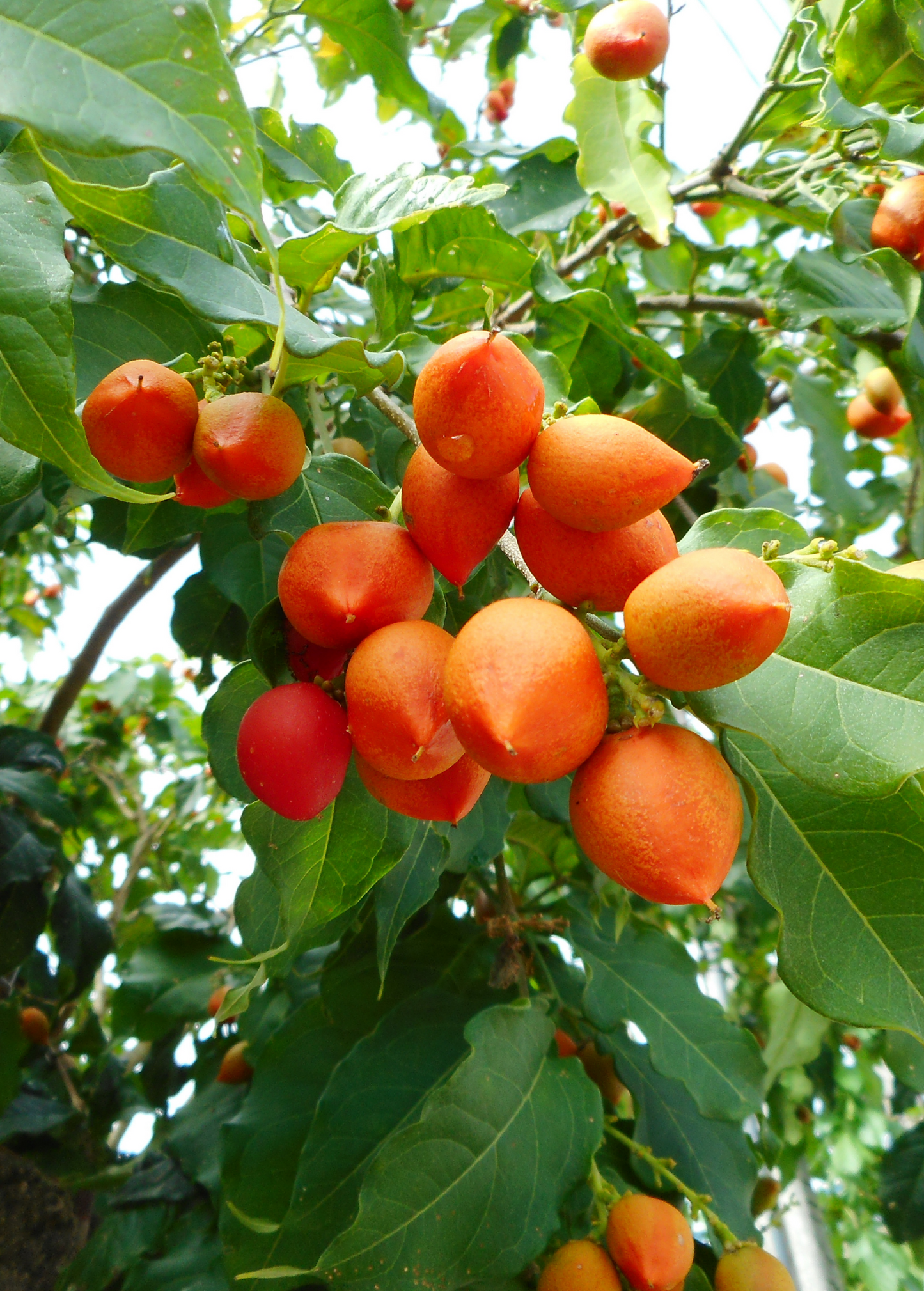 Peanut Butter Fruit Tree Bunchosia argentea Tropical Edible Fruit Plant