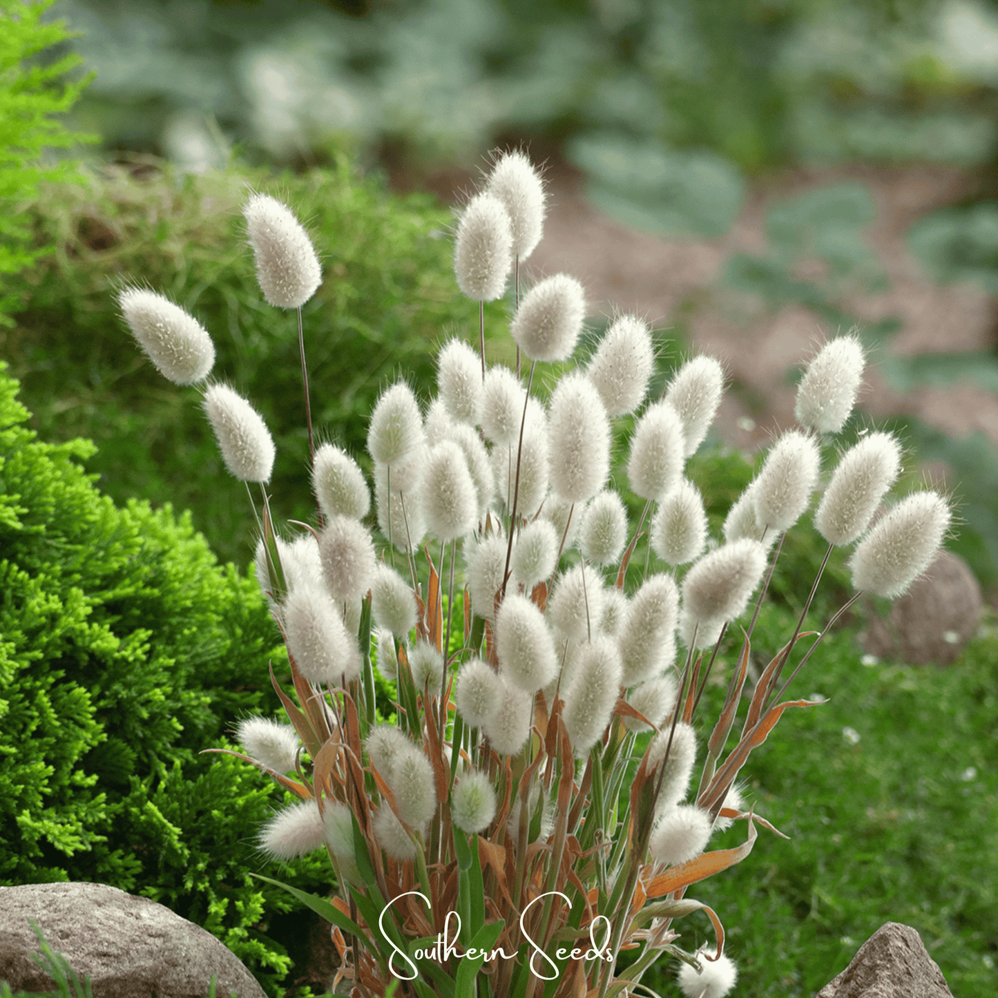 Bunny Tails Grass Seeds – 50 Heirloom Ornamental Seed Packets for Drying & Crafting – Lagurus ovatus
