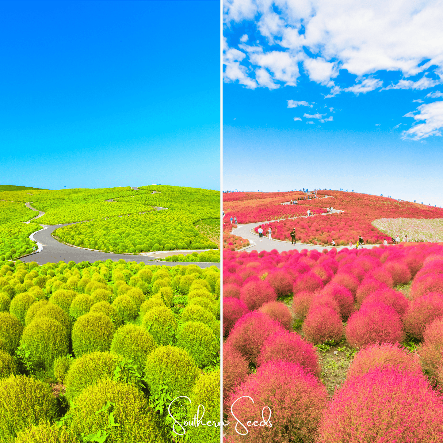 Burning Bush Seeds – Kochia trichophylla – Fall Foliage, Drought Tolerant, Globe-Shaped Annual, 100 Seeds
