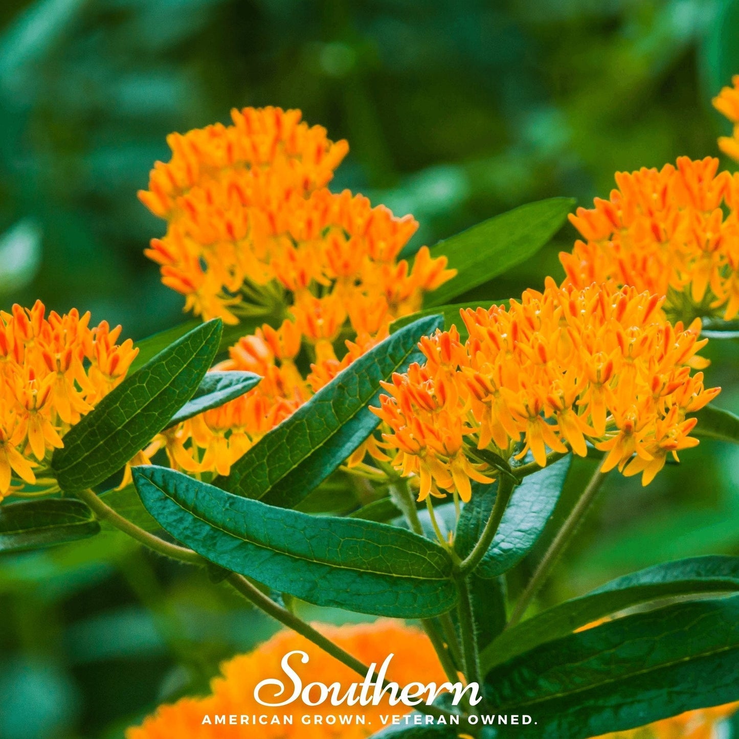 Orange Butterfly Weed Seeds – Asclepias Tuberosa Native Perennial for Pollinators & Monarchs