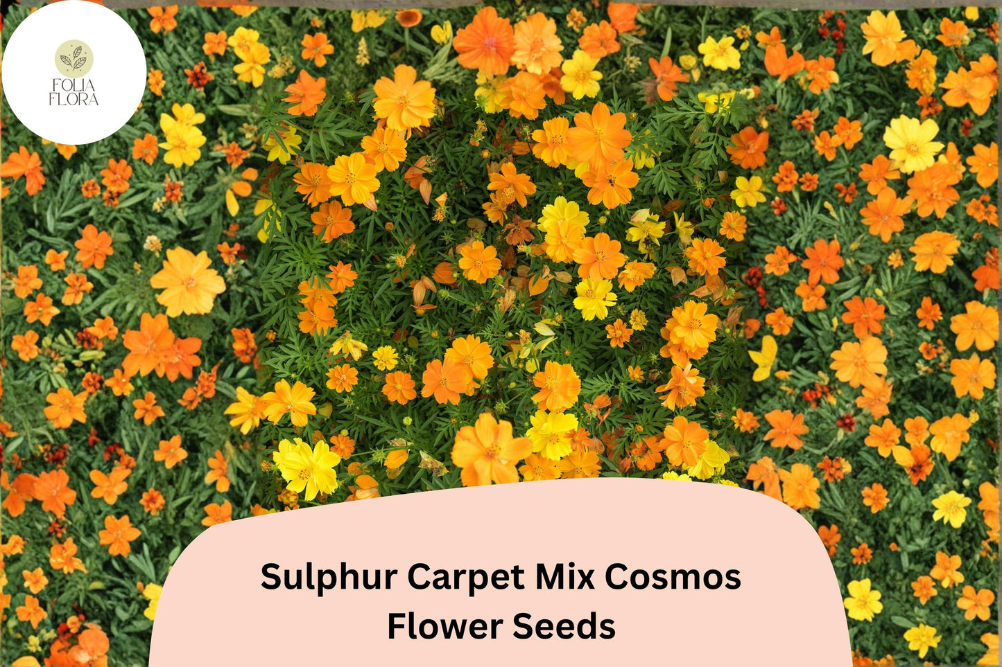 200+ Sulphur Carpet Mix Cosmos Seeds | Dwarf Cosmos sulphureus Orange Yellow Red Blend