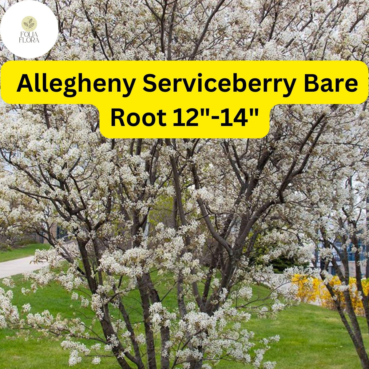 Allegheny Serviceberry Tree 12-14" Bare Root - Edible Berries & Ornamental Foliage