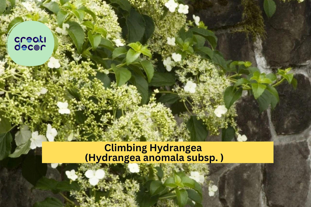 Live Climbing Hydrangea Vine - Hydrangea anomala petiolaris - Fragrant White Blooms & Lush Green Foliage for Shade Gardens