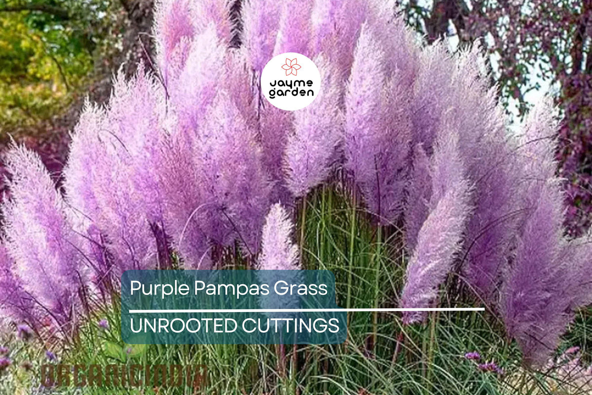 Purple Pampas Grass Plugs - 4 Live Plugs, Dusty-Purple Plumes, Cortaderia selloana, Low-Maintenance Ornamental Grass