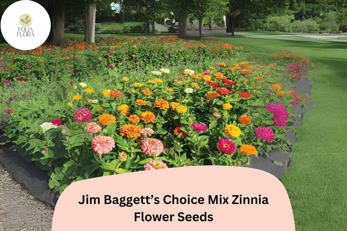 Zinnia Seeds - 100+ Jim Baggett’s Choice Mix - Colorful Blooms - Zinnia elegans - Non-GMO, Easy to Grow for Summer Gardens