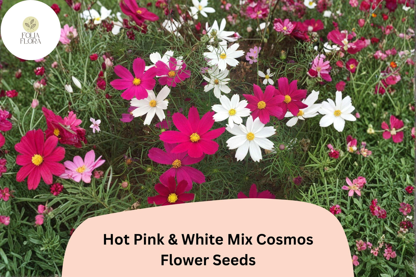 200+ Hot Pink & White Mix Cosmos Seeds | Cosmos Bipinnatus Annual Flowers for Garden & Cuttings