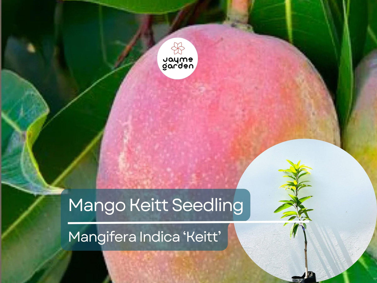 Grafted Mango Keitt Starter Plant Seedling - 3-4 ft Live Tropical Fruit Tree - Mangifera indica ‘Keitt’ for Garden or Container