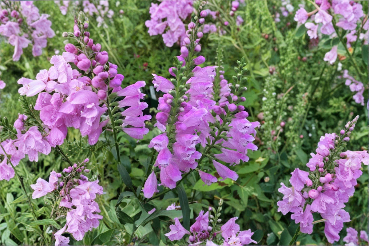 Obedient Plant Seeds - 50 Count Pink Perennial Wildflower, Physostegia Virginiana, Native Pollinator Friendly Garden Seeds