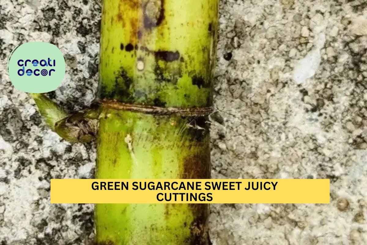 2 Green Sugarcane Cuttings | Sweet Juicy Saccharum Officinarum Live Plants for Planting