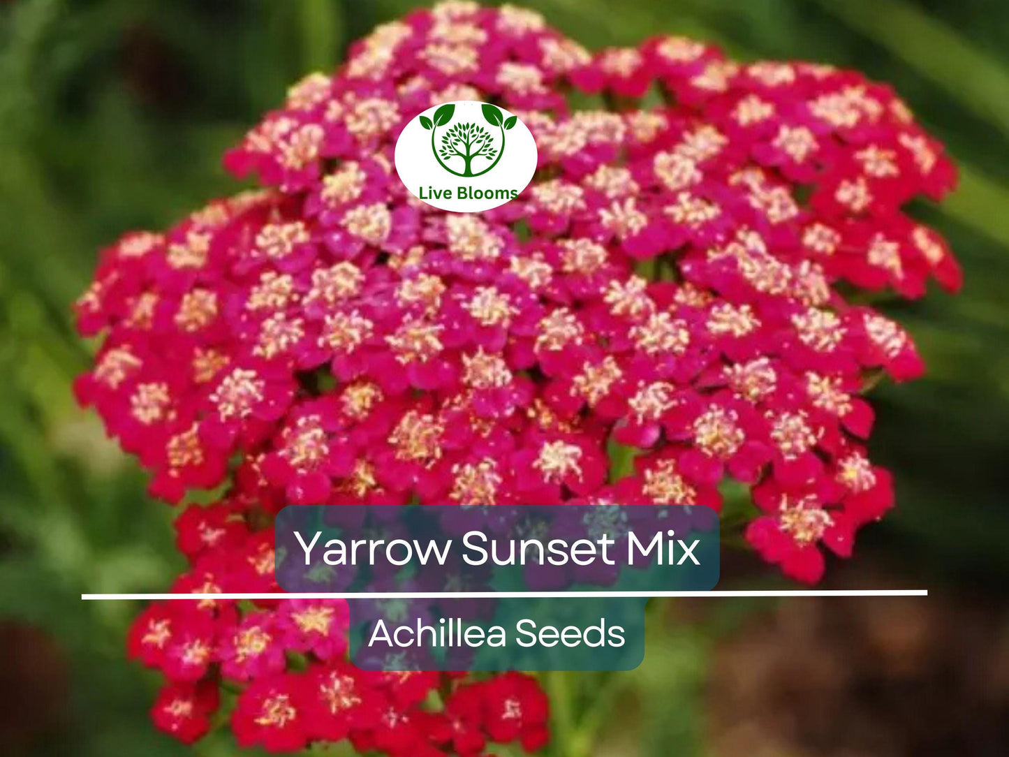 1500 Seeds Yarrow Sunset Mix - Perennial Gold & Red Flowers, Pollinator-Friendly, Non-GMO, Drought-Tolerant