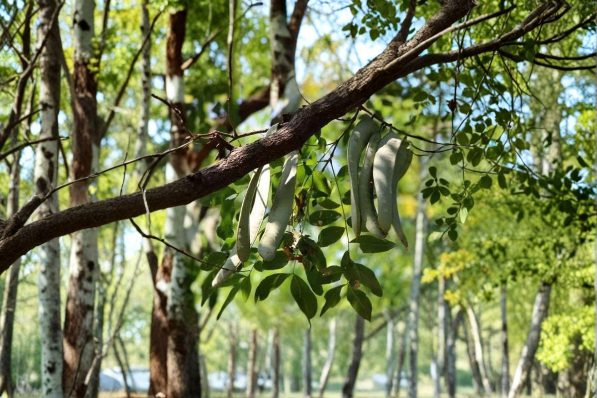 Chinese Honeylocust Seeds – 10 Fast-Growing Gleditsia sinensis – Ornamental Tree, Drought Tolerant, Medicinal Uses