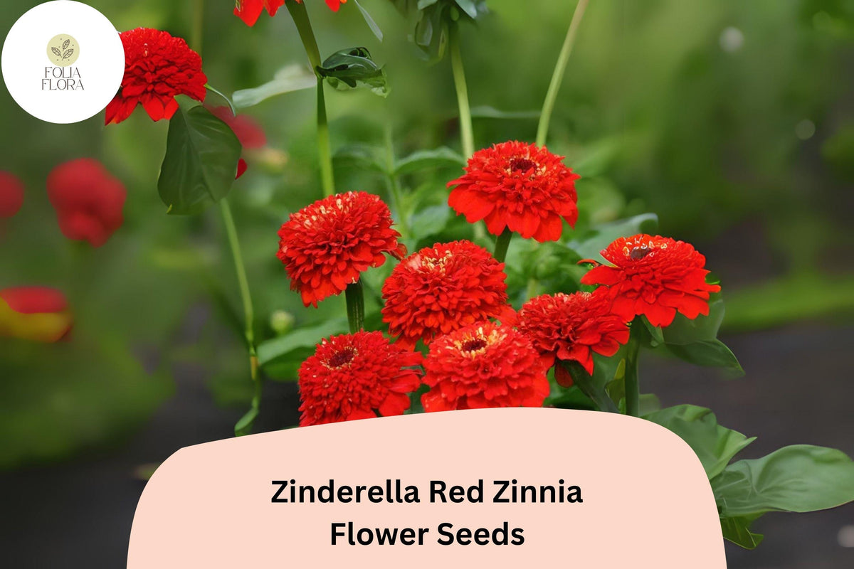 Zinnia Seeds - 100+ Heirloom Non-GMO Zinderella Red Double Pompon Blooms (Zinnia elegans) - Attracts Pollinators, Easy to Grow