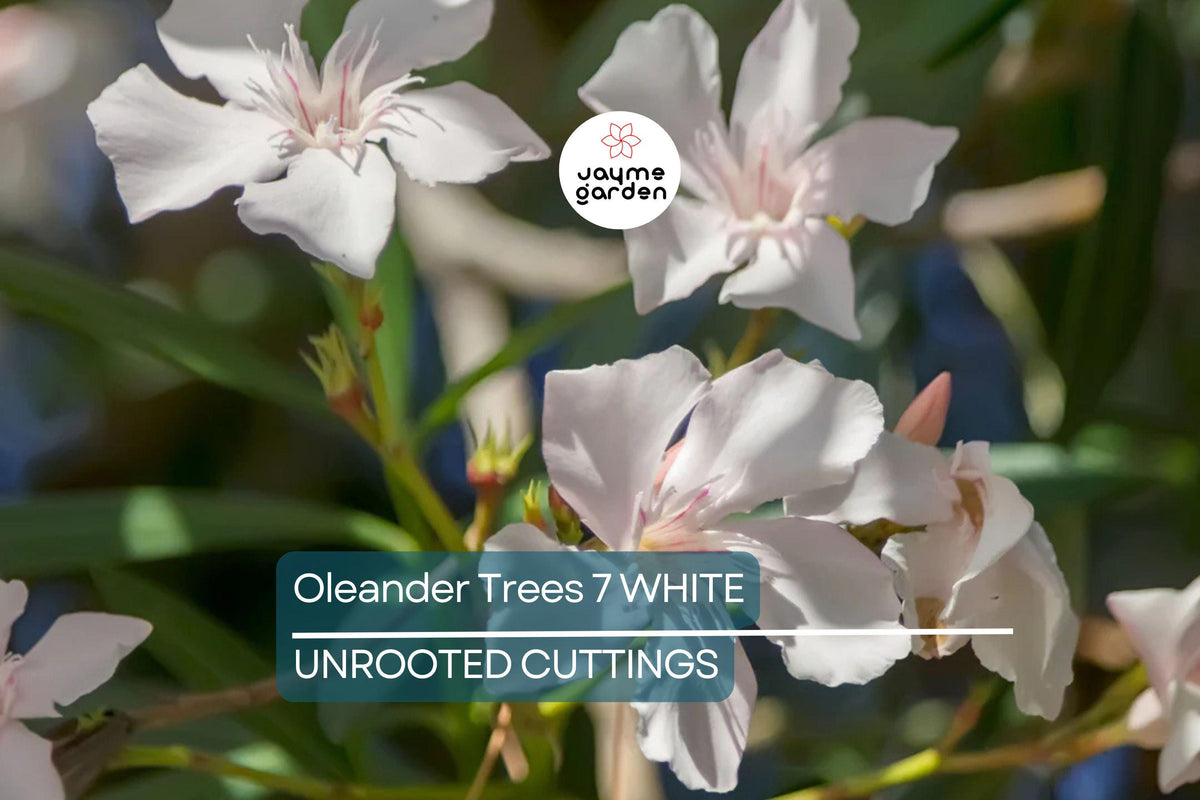 White Oleander Cuttings, 7 Unrooted 6” Plants, Fast-Growing Evergreen Shrub, Nerium Oleander, USDA Zones 8-10, Elegant White Flowers