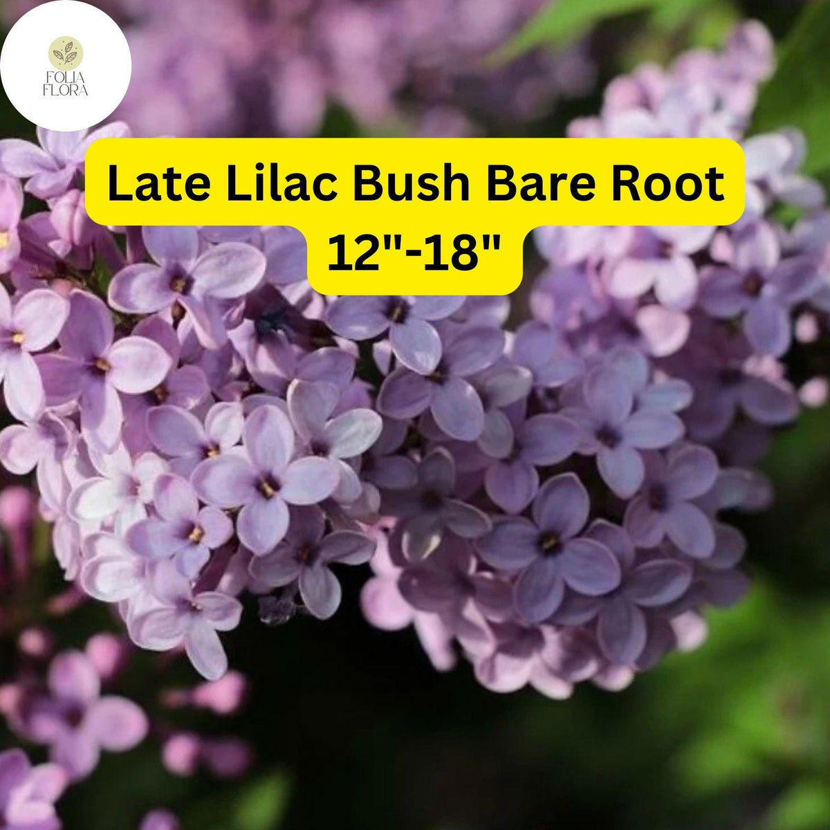 Syringa villosa Late Lilac Bush - 12"-18" Live Bare Root Plant - Fragrant Pinkish-Lavender Flowers for Zones 3-7