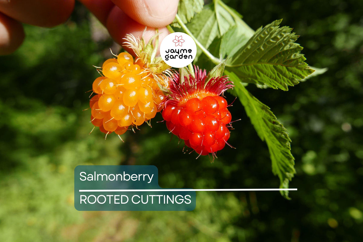5 Live Salmonberry Root Cuttings | Organic Berry Bush (Rubus spectabilis) | Perennial, Shade-Tolerant, Edible Plants
