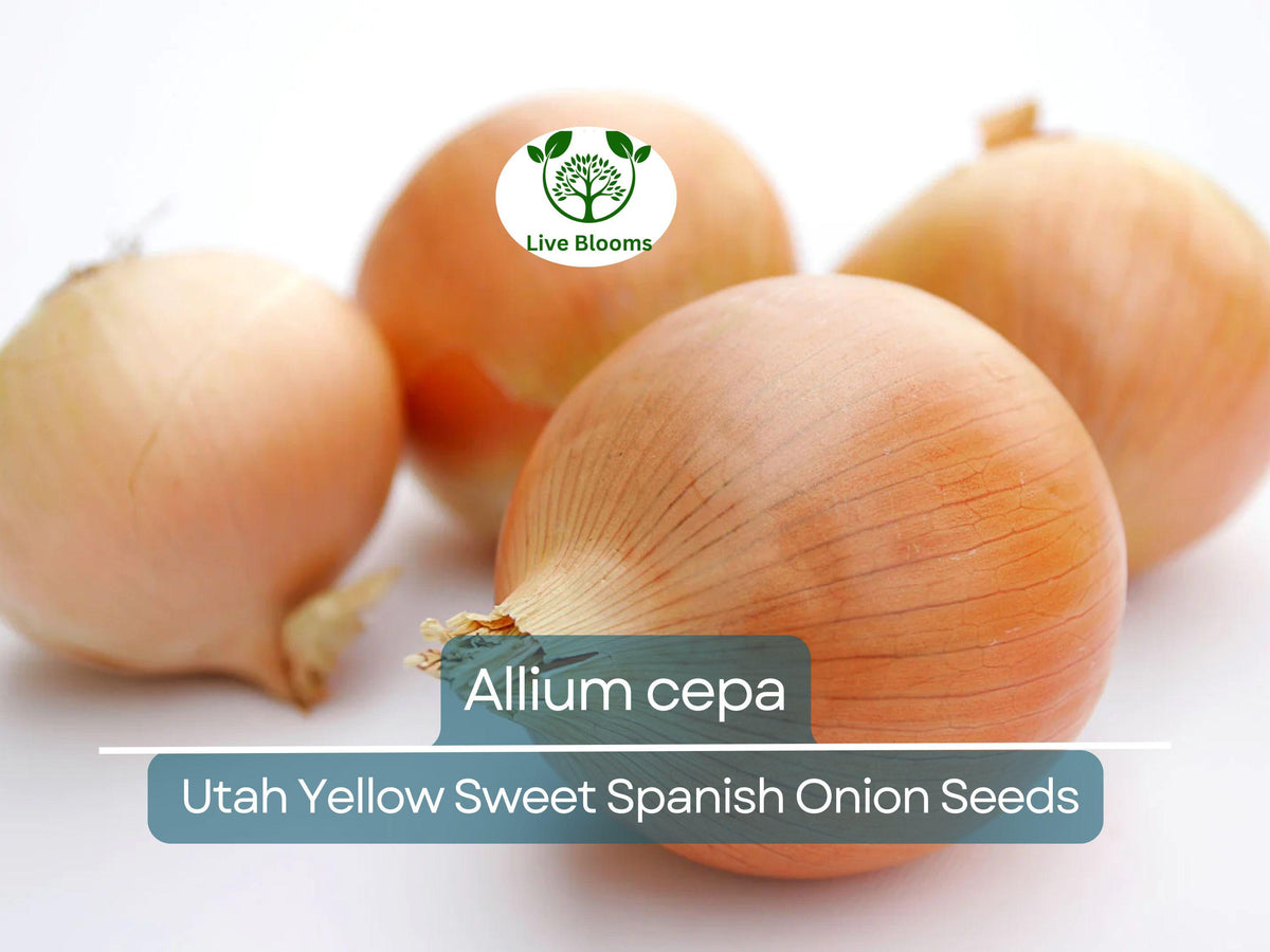 250 mg Onion Seeds Utah Yellow Sweet Spanish - Allium cepa Heirloom for Planting, Gardening & Cooking