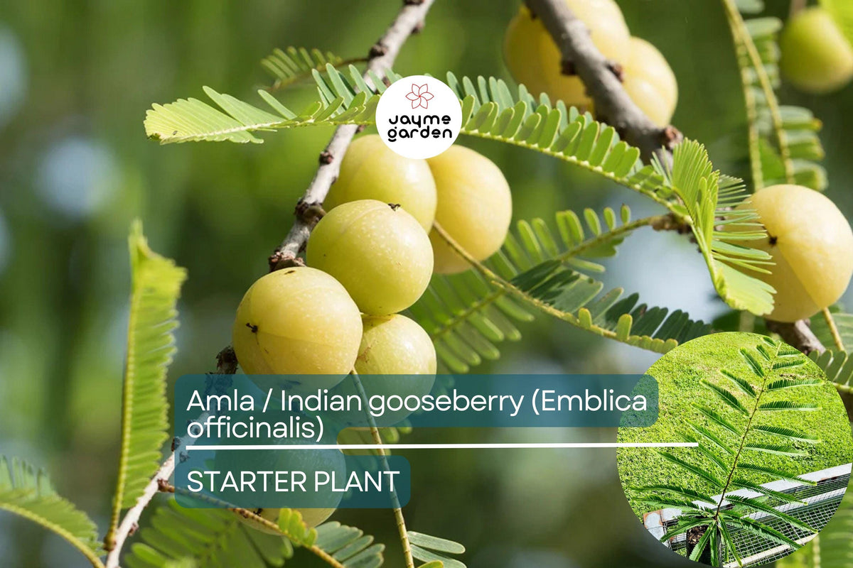 Live Amla Tree 12"-24" Indian Gooseberry Nutrient-Rich (Emblica officinalis) Tropical Fruit Plant for Wellness Gardens