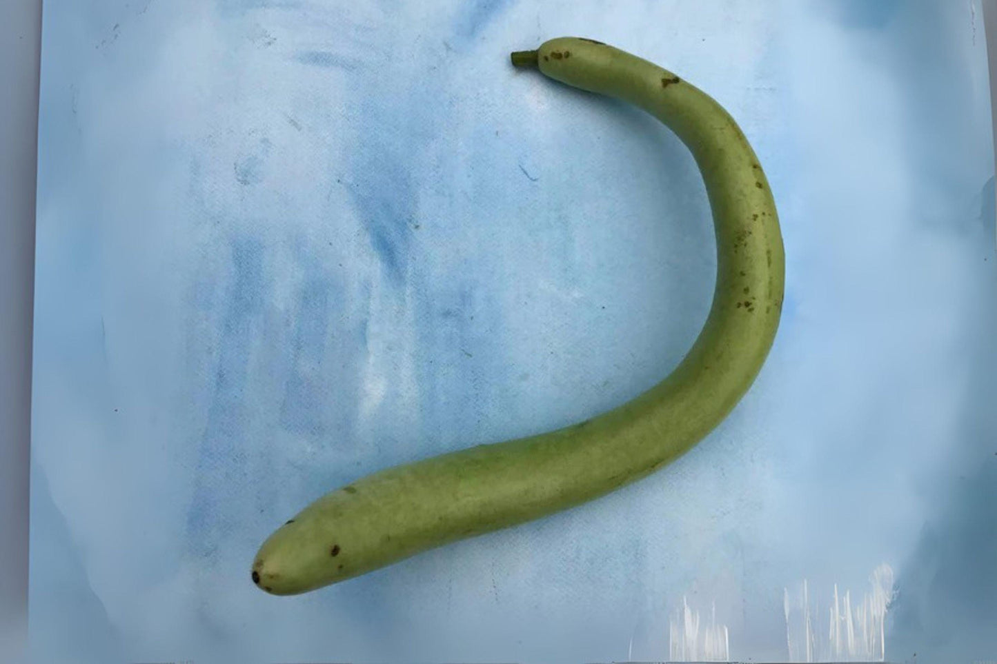 Cucuzzi Gourd Seeds, Italian Edible Light Green Lagenaria Siceraria, Heirloom, Climbing Vine, 10 Pack