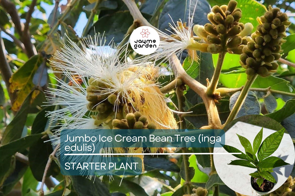 Jumbo Ice Cream Bean Tree 12”-24” | Inga edulis | Tropical Fruit Tree with Vanilla-Flavored Pods | Edible & Fast-Growing Garden Plant