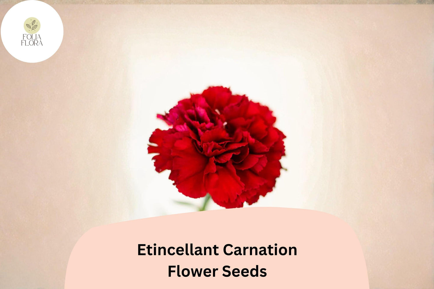 200+ Etincellant Carnation Seeds - Hardy Red Blooms, Fragrant & Easy to Grow