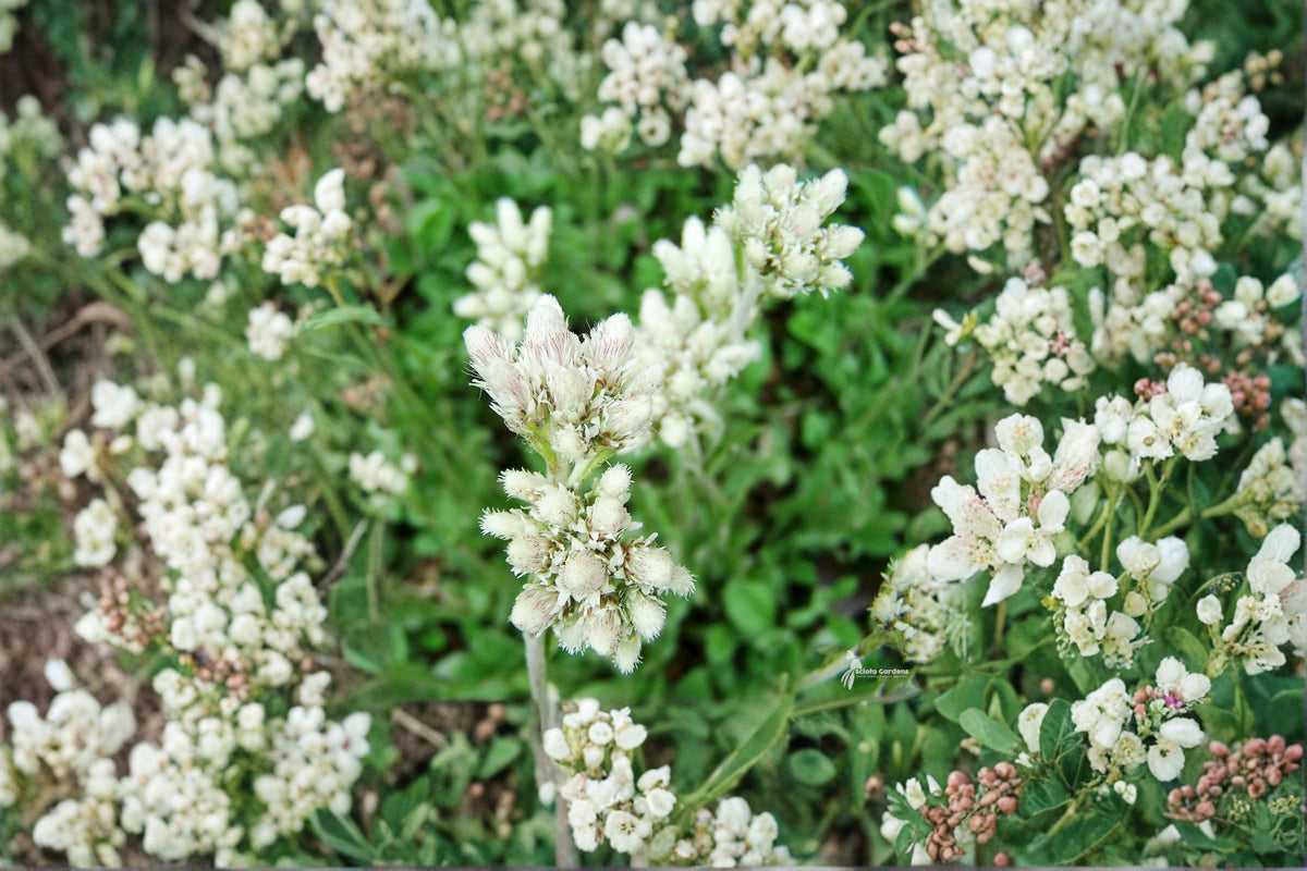 Pussytoes Seeds - 100 Count - Antennaria plantaginifolia/parvifolia - Native Ground Cover Wildflower for Pollinators