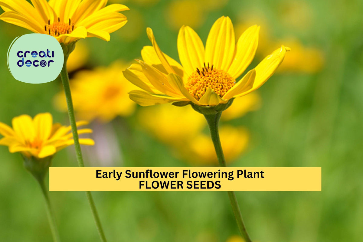250mg Early Sunflower Seeds - Bright Yellow Blooms, Fast-Growing, Pollinator-Friendly - Helianthus annuus (3 Packs)