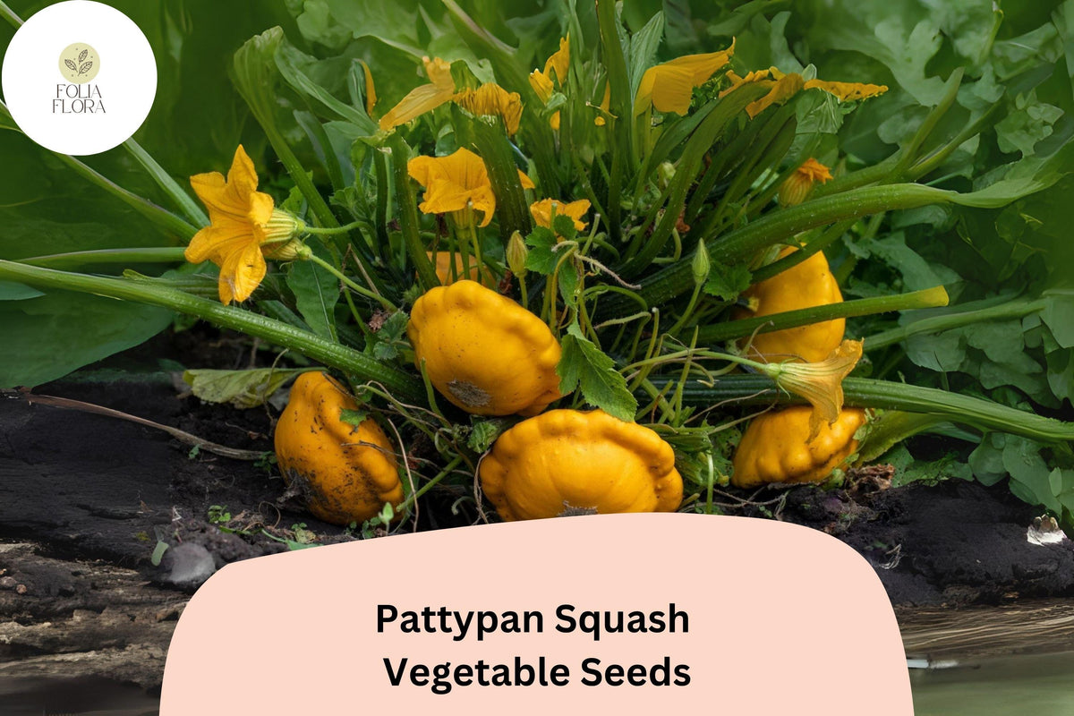 25+ Pattypan Squash Seeds | Easy Heirloom Summer Scallop Squash for Vegetable Gardens