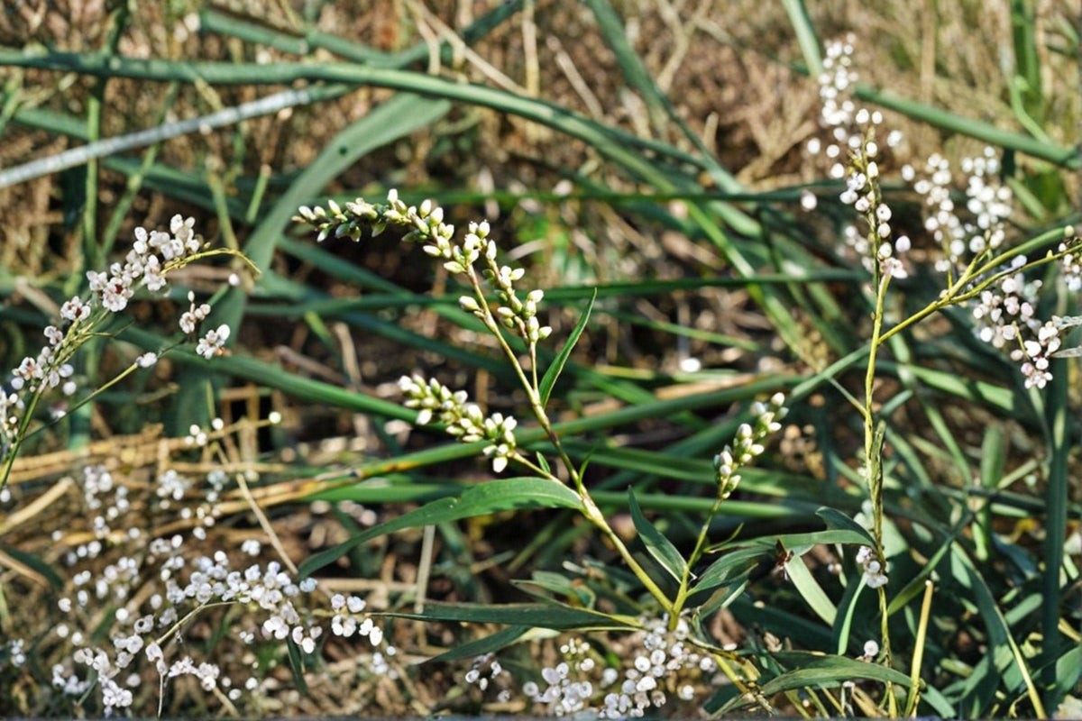 Dotted Smartweed Seeds - 30 Pack - Persicaria punctata - Native Annual Wildflower for Moist Soil and Pollinator Gardens