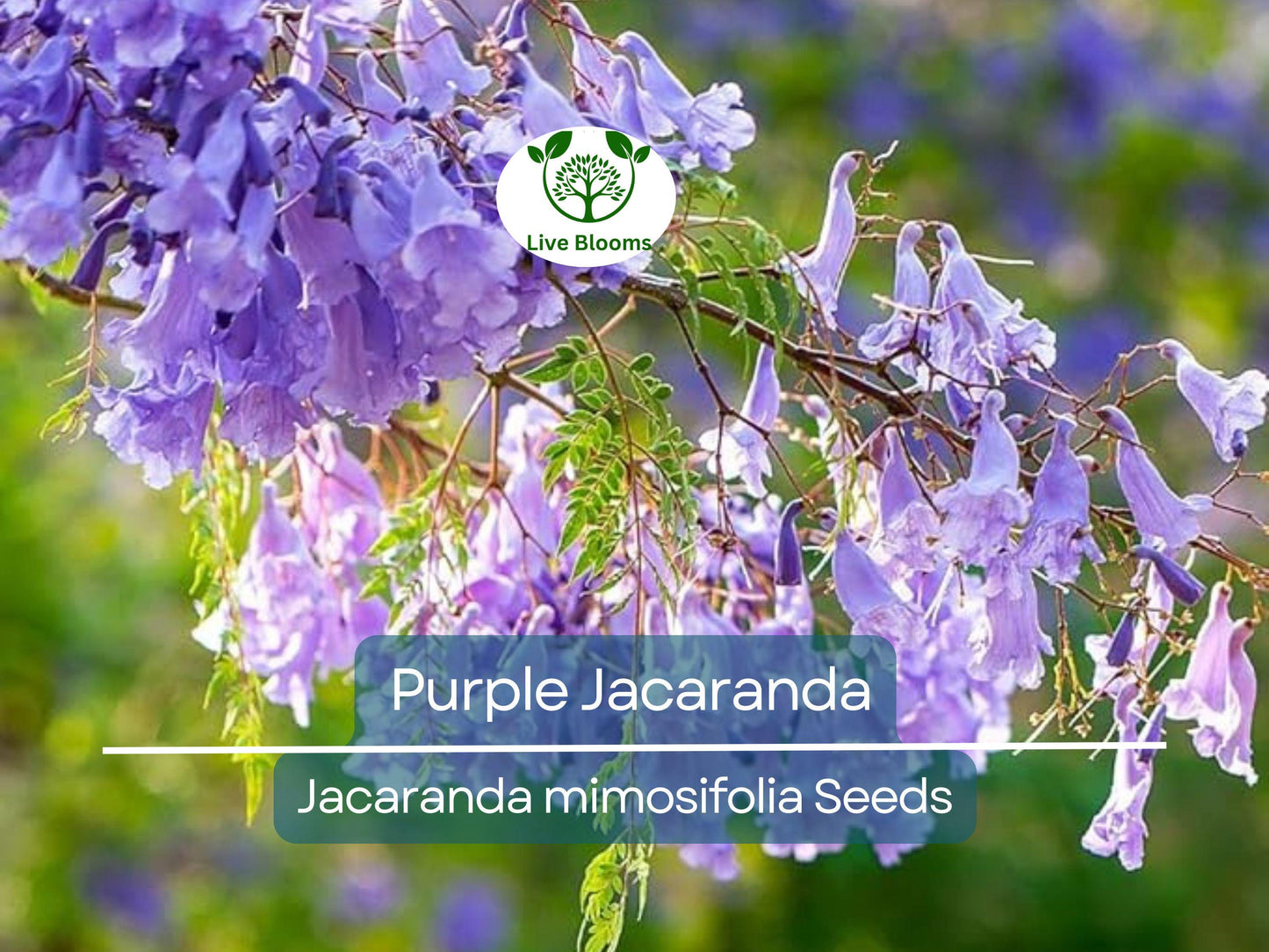 40 Purple Jacaranda Mimosifolia Seeds | Fast Growing Flowering Tree with Vibrant Purple Blooms