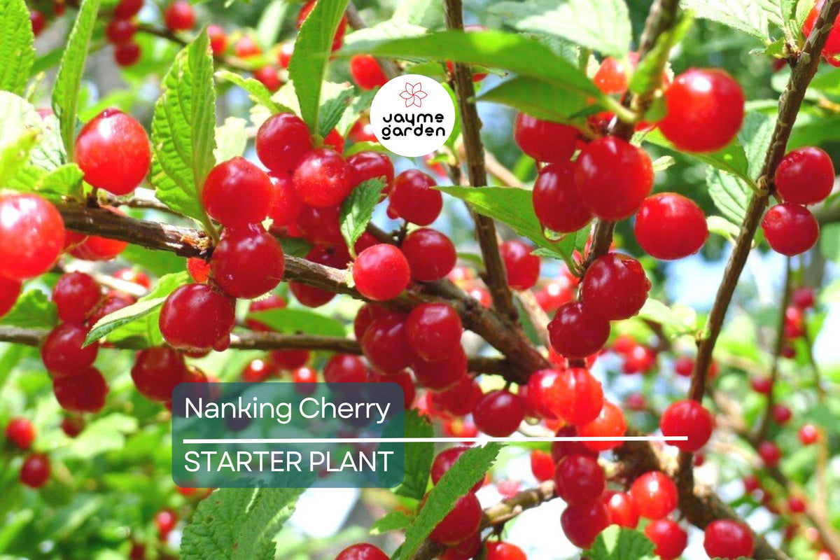 Nanking Cherry Scionwood 6-10" for Grafting | High-Quality Scion from Seed-Grown Bushes | Prunus tomentosa