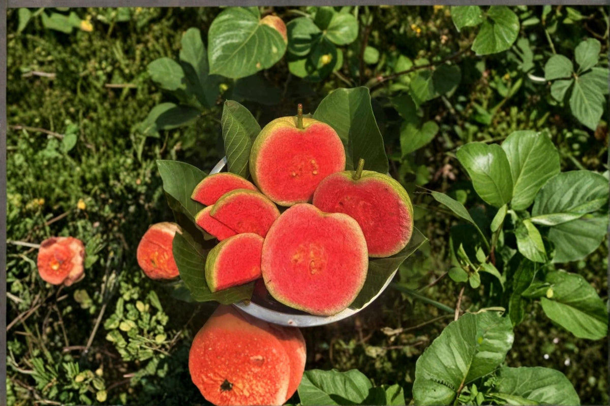 Diamond Guava Plant 8-12" Tropical Fruit Tree Psidium guajava Edible Fruit Evergreen Foliage White Flowers