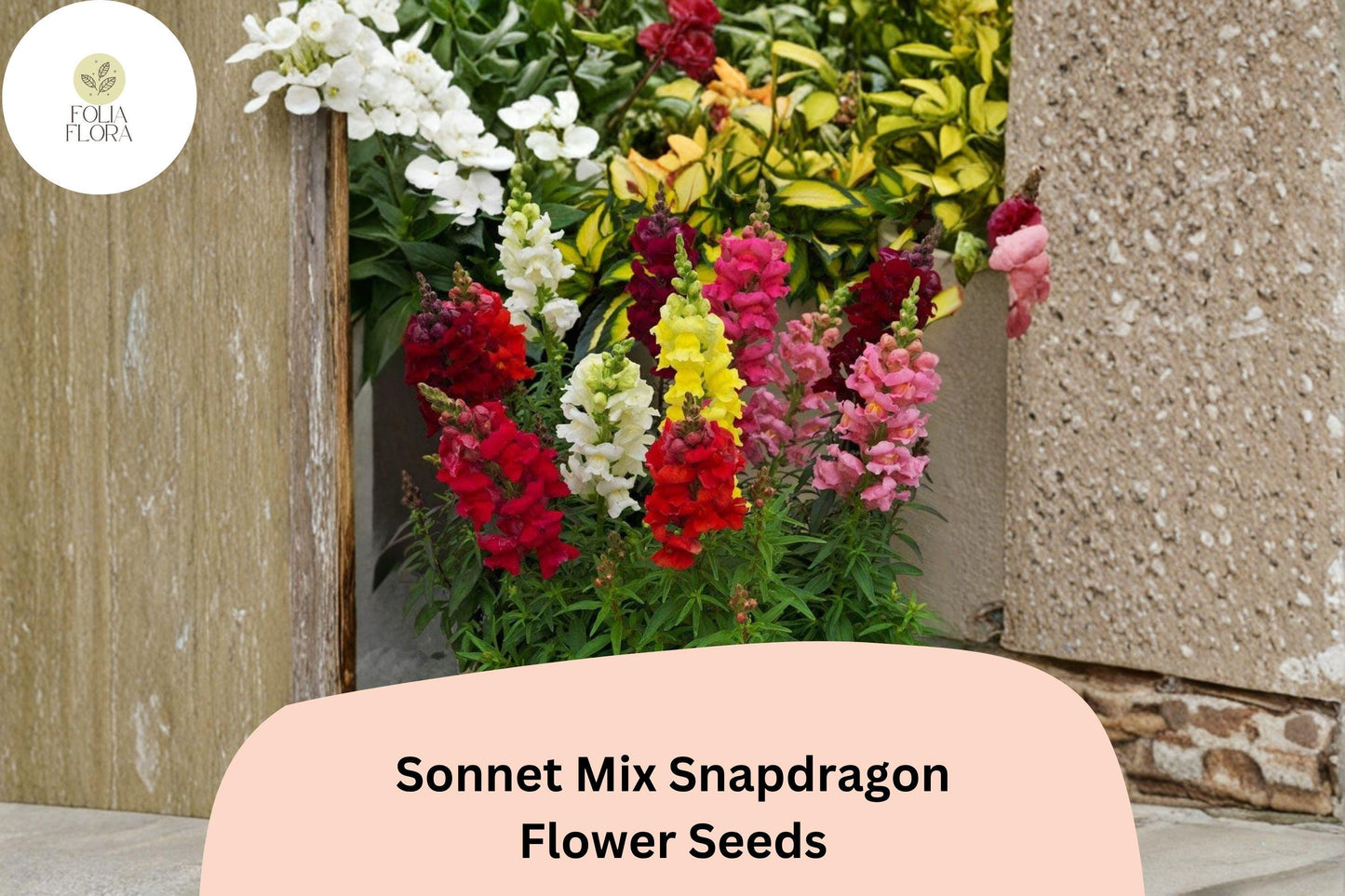 1000+ Sonnet Mix Snapdragon Seeds | Antirrhinum majus | Colorful Garden Flowers for Beds and Borders