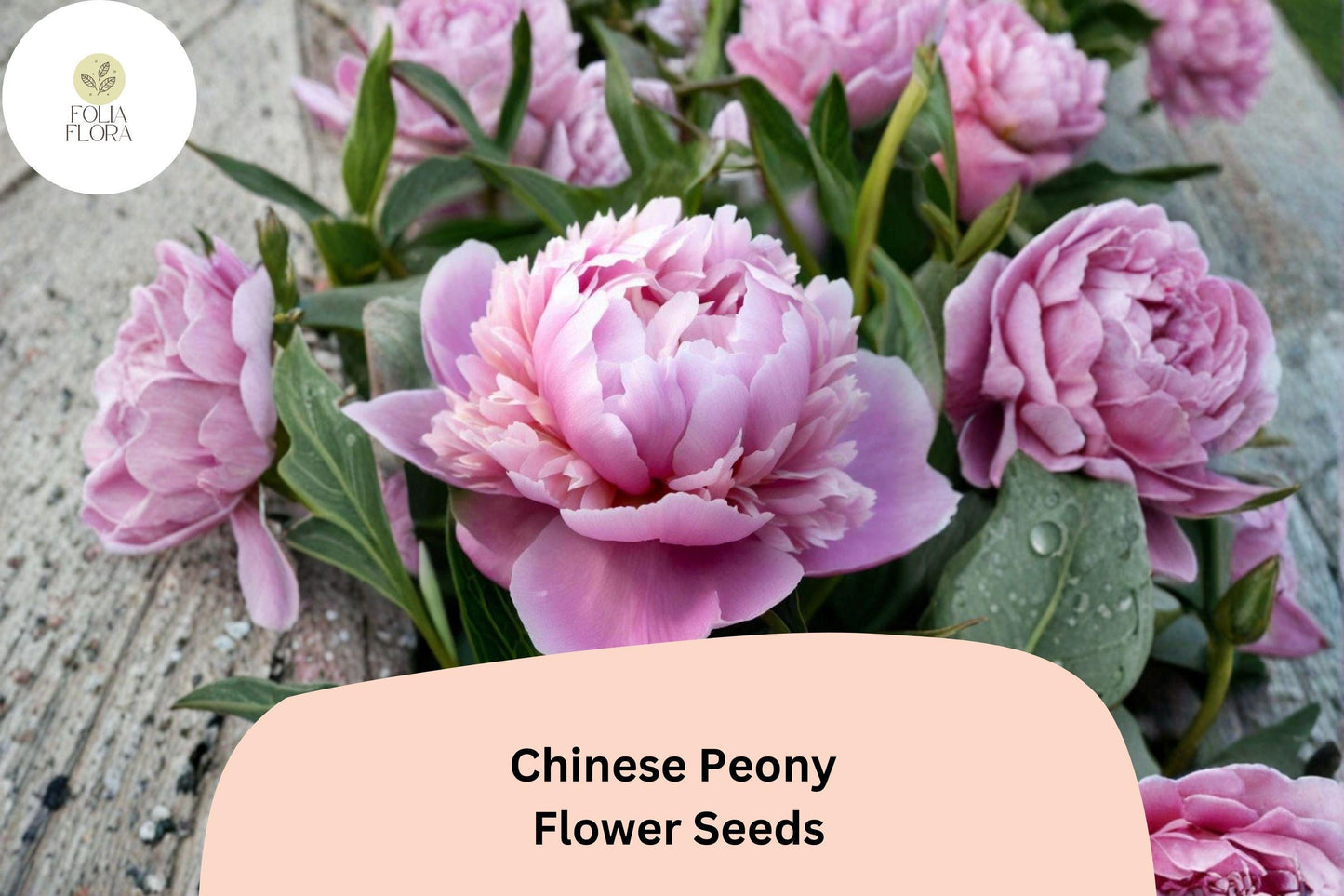 Chinese Herbaceous Peony Seeds - Paeonia lactiflora Hardy Perennial Garden Flower, 5 Seeds