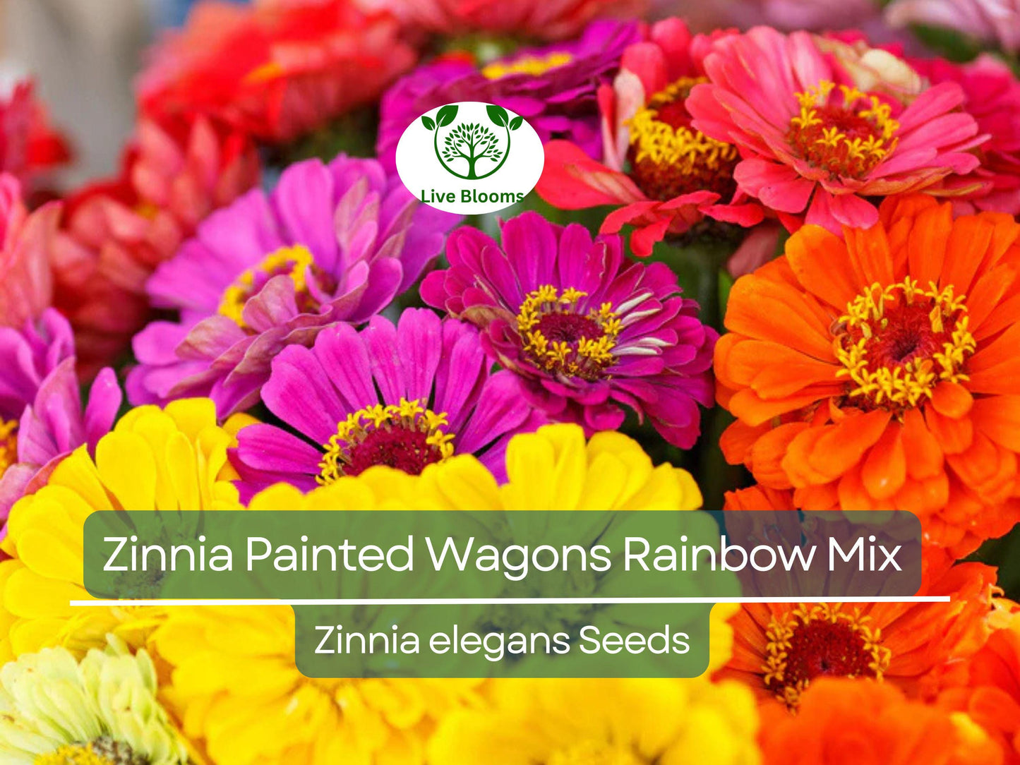 200 Seeds Zinnia Painted Wagons Rainbow Mix - Non-GMO Vibrant Cut Flowers for Pollinator Gardens