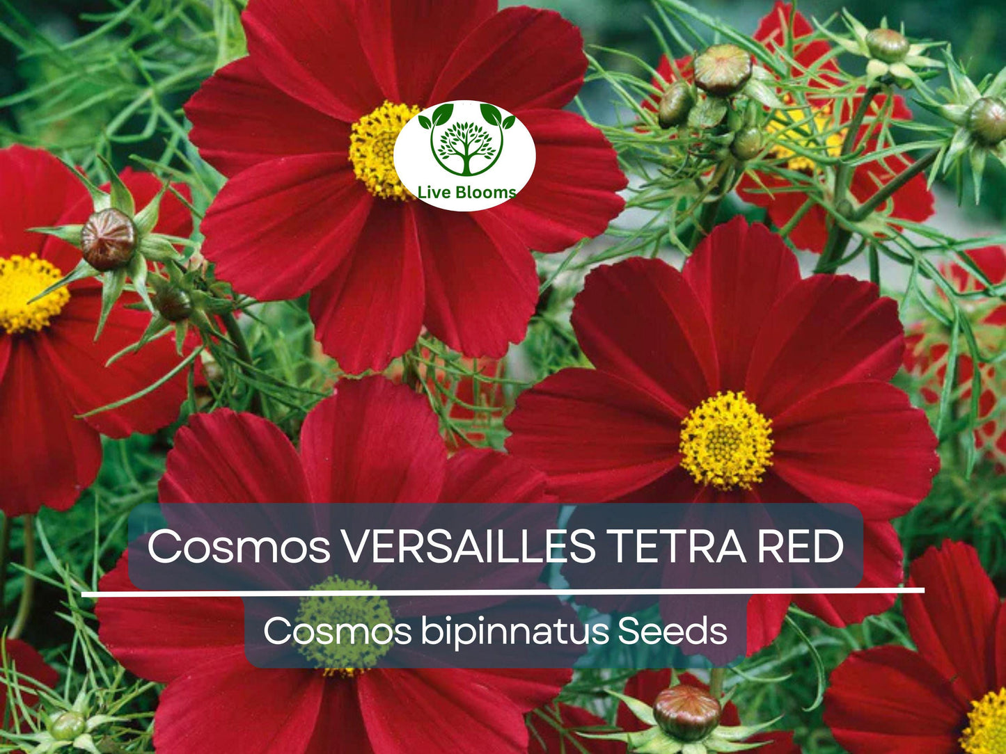 50 Cosmos VERSAILLES TETRA Red Seeds - Non-GMO, Easy to Grow, Attracts Pollinators
