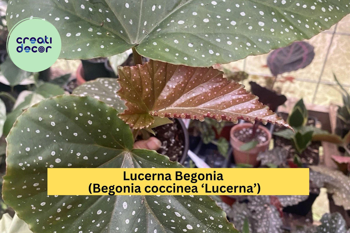 Lucerna Begonia Cutting – Live Rooted Indoor Plant – Begonia coccinea ‘Lucerna’ – Rare Angel Wing with Speckled Leaves & Pink Blooms