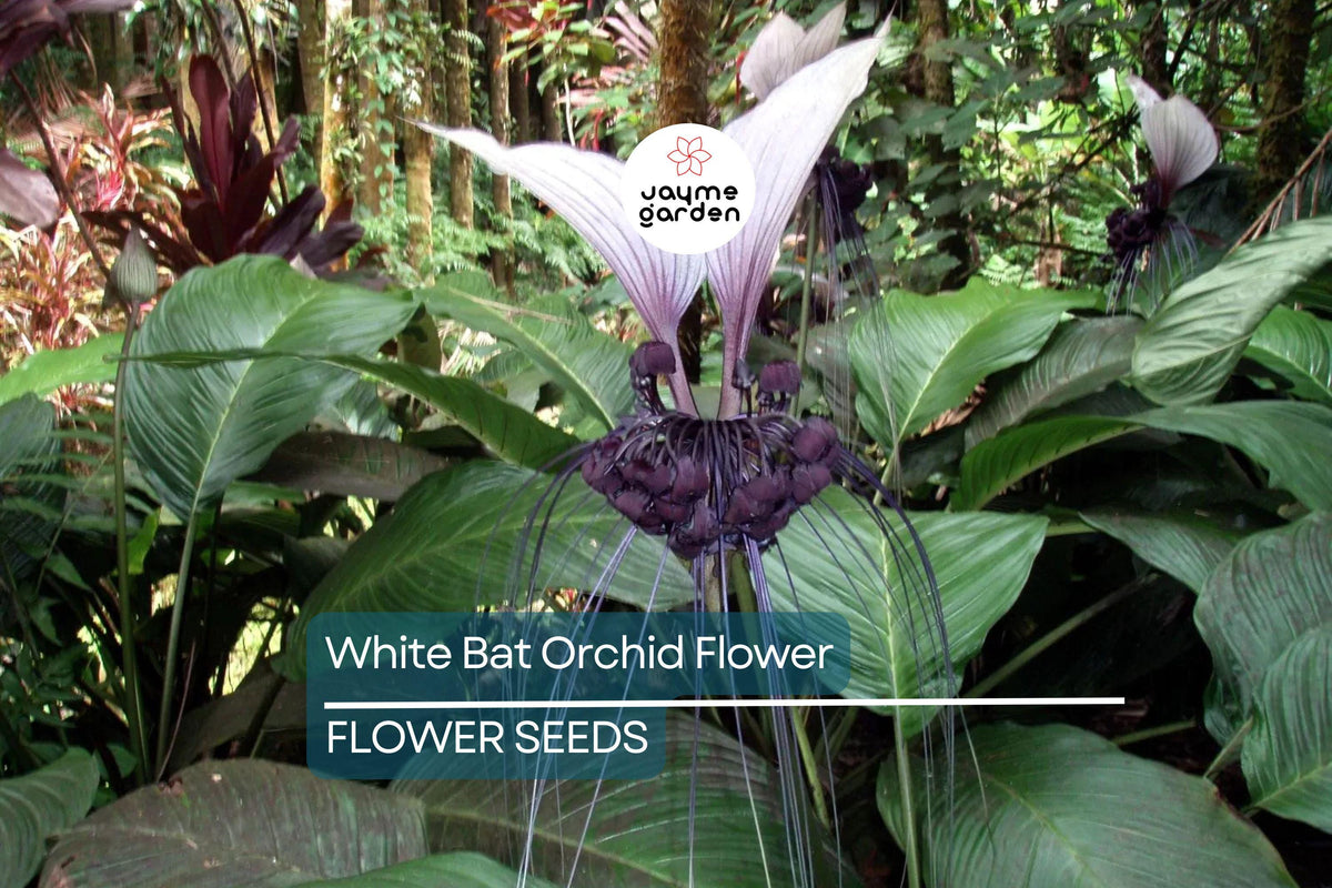 White Bat Orchid Seeds - 10 Rare Tacca integrifolia - Exotic Tropical Plant, Bat-Shaped White & Purple Flowers, Indoor Houseplant