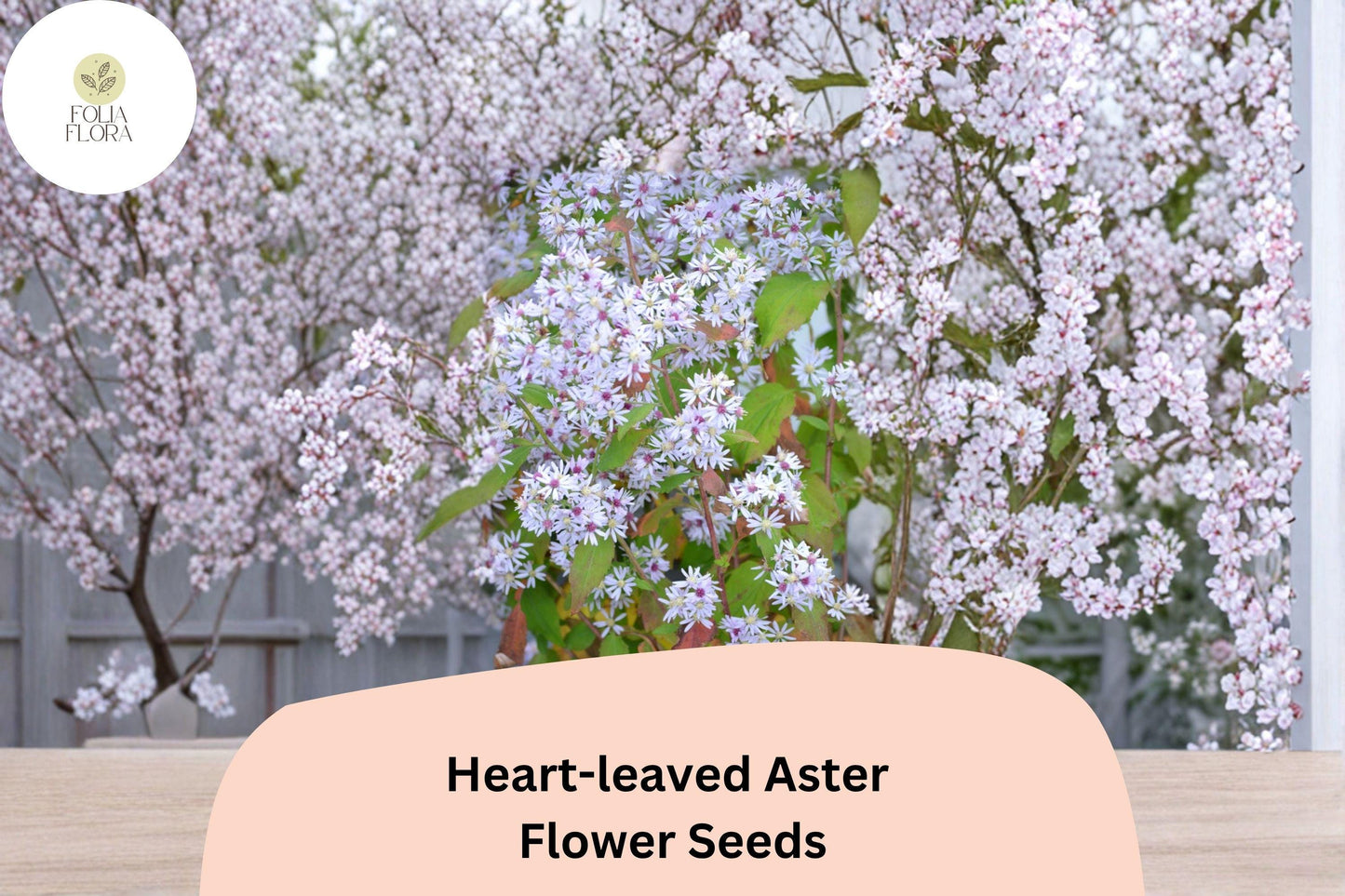 500 Symphyotrichum cordifolium Seeds | Heart-leaved Aster Native Purple Wildflower for Shade & Pollinator Gardens