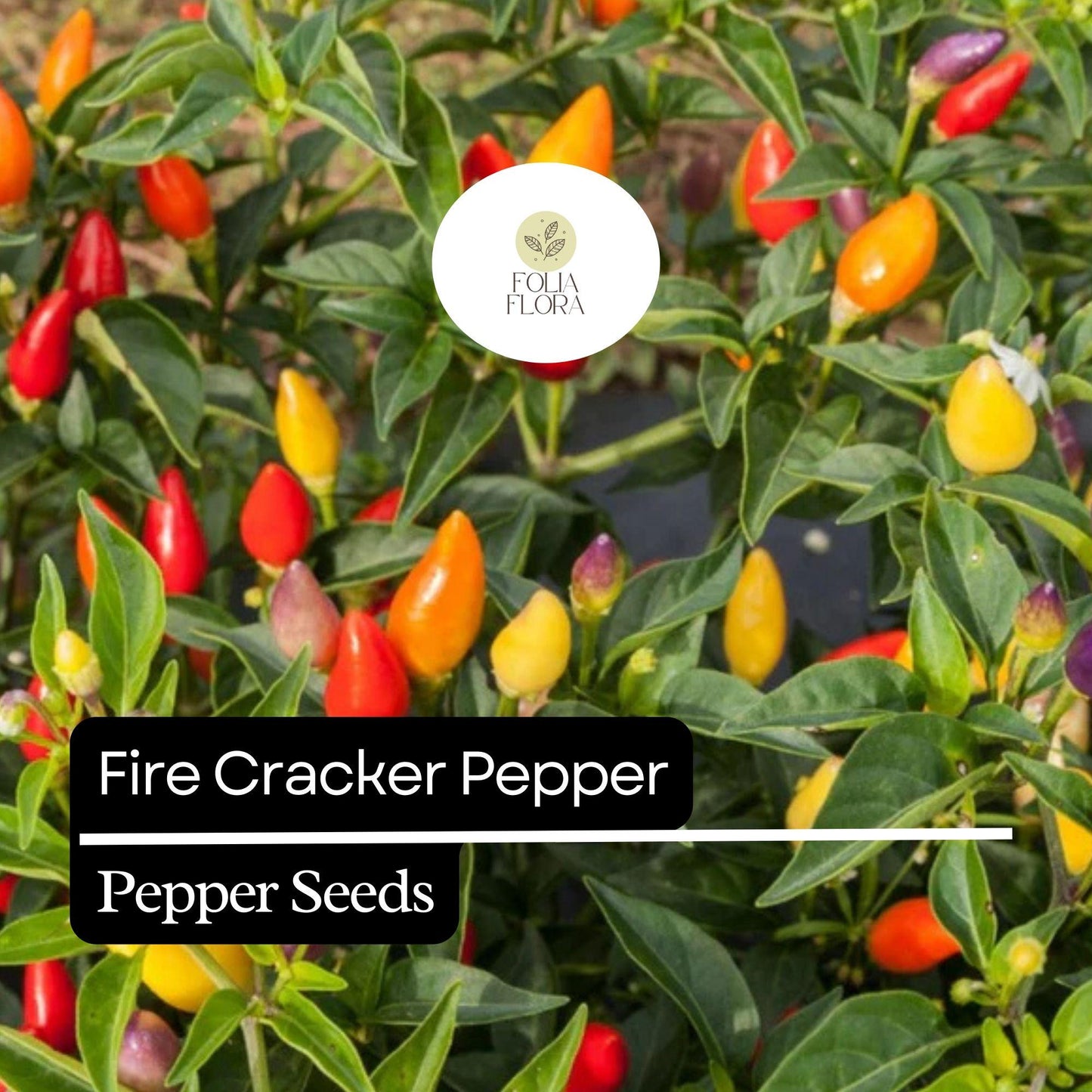 20 Firecracker Pepper Seeds – Heirloom, Non-GMO, Extra Spicy, High Yield, Easy to Grow