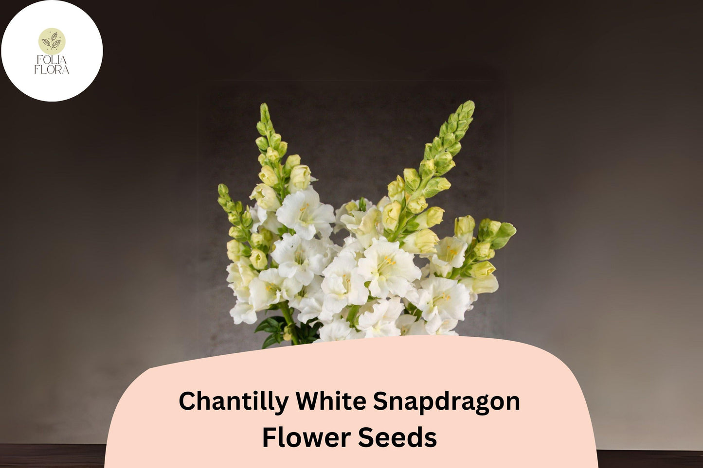 Chantilly White Snapdragon Seeds - 1000+ Tall, Fragrant White Blooms for Garden & Cut Flowers