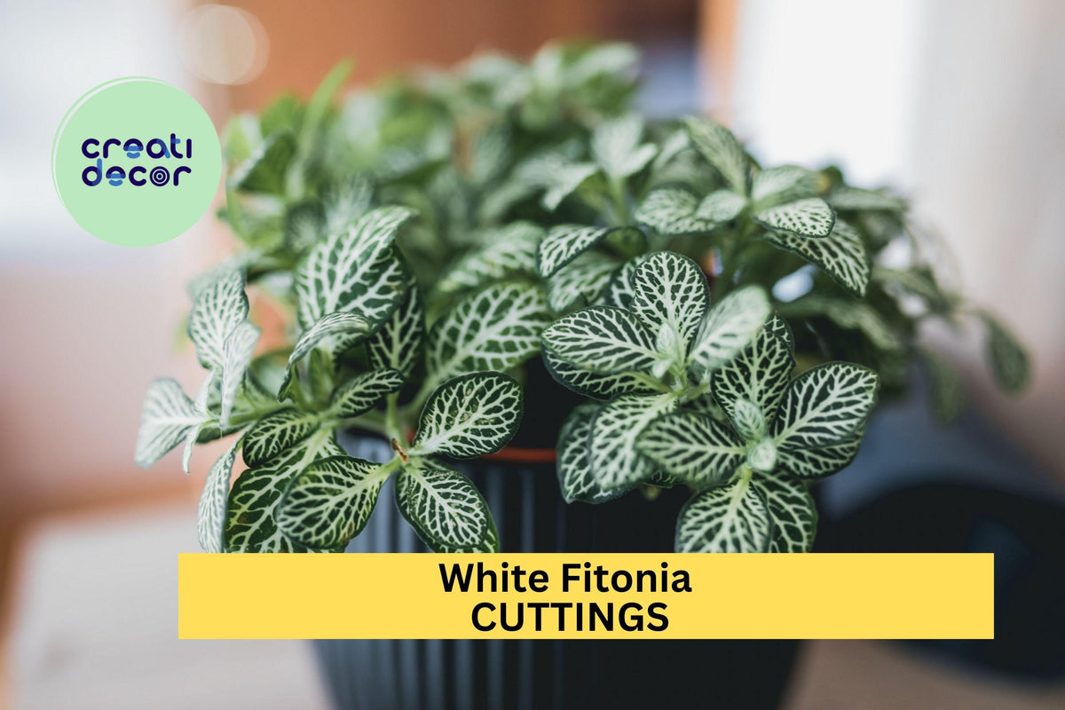 White Fittonia Cutting | Easy Grow Nerve Plant for Terrariums & Indoor Gardens