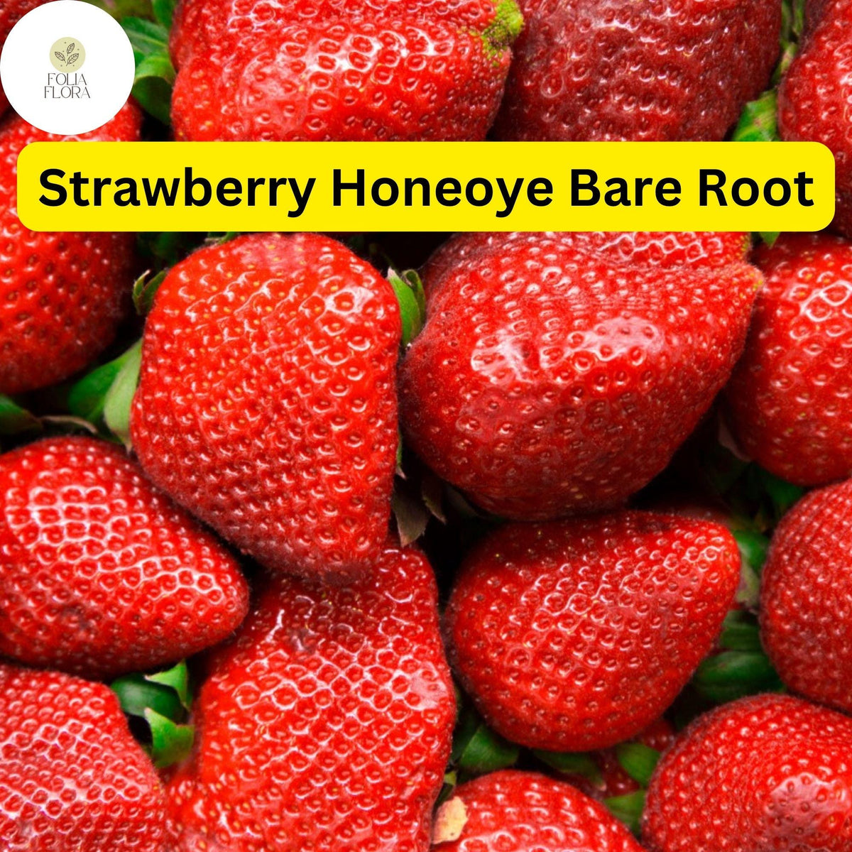 Honeoye Strawberry Plants - 12 Bare Root Sweet Red Berries - High Yield - Fragaria × ananassa - Zones 4-9 - Easy to Grow