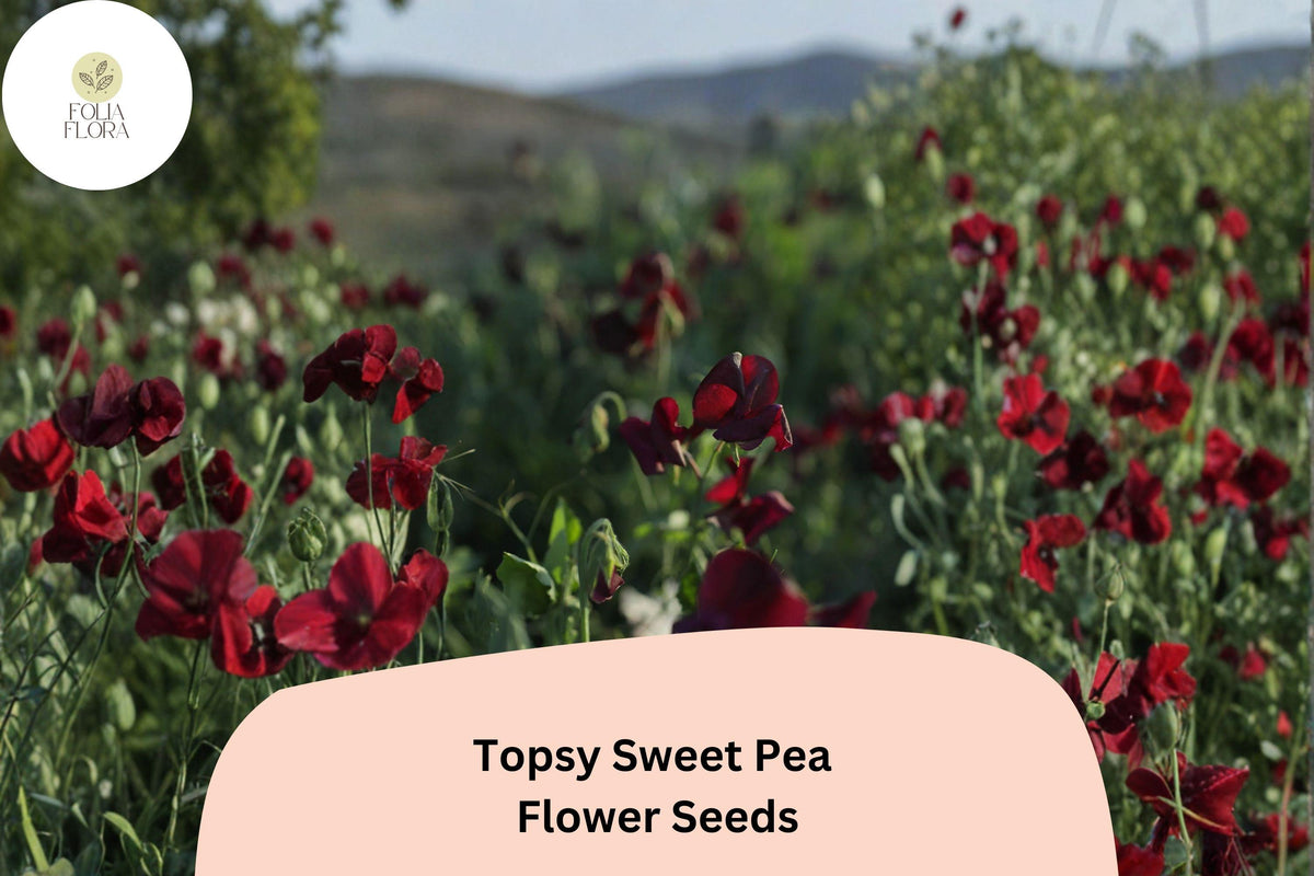 Topsy Sweet Pea Seeds (50+ Seeds) | Climbing Vine with Pastel Blooms | Lathyrus odoratus for Garden Planting