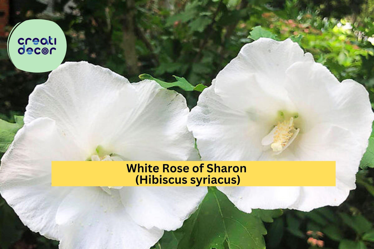 White Rose of Sharon Plants - 6 Bare Root Hibiscus syriacus - Hardy Perennial Shrubs with White Summer Blooms for Garden