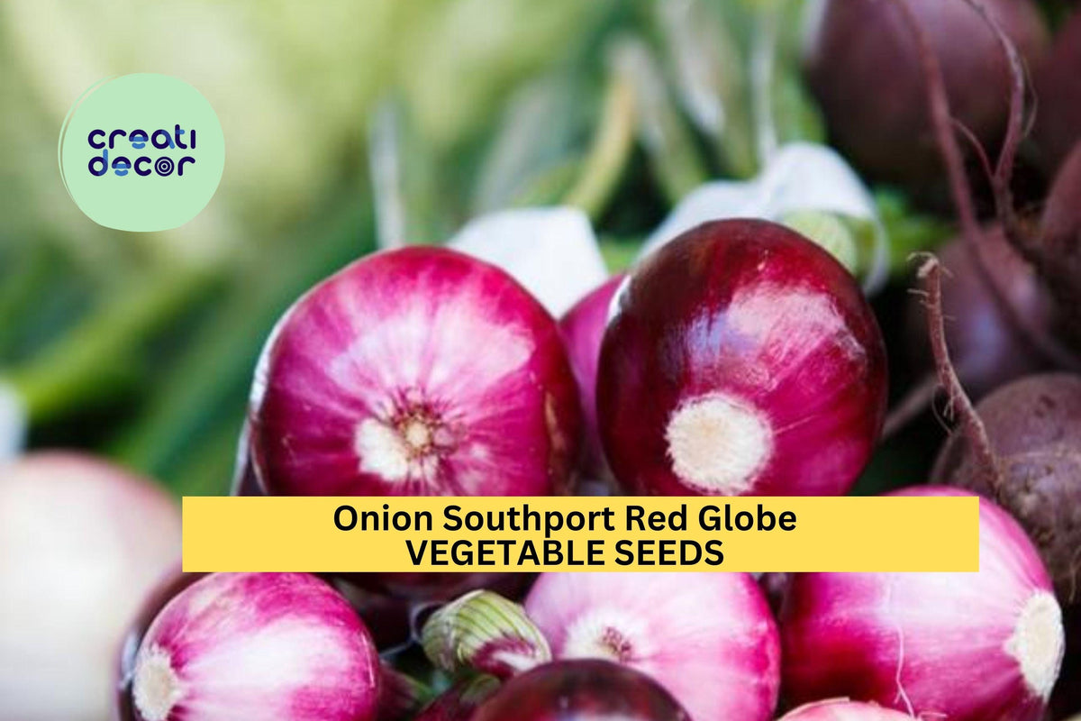 Southport Red Globe Onion Seeds - 3pcs 250mg Heirloom Seeds for Planting (Allium cepa) - Deep Red Bulbs, Great Storage Onion
