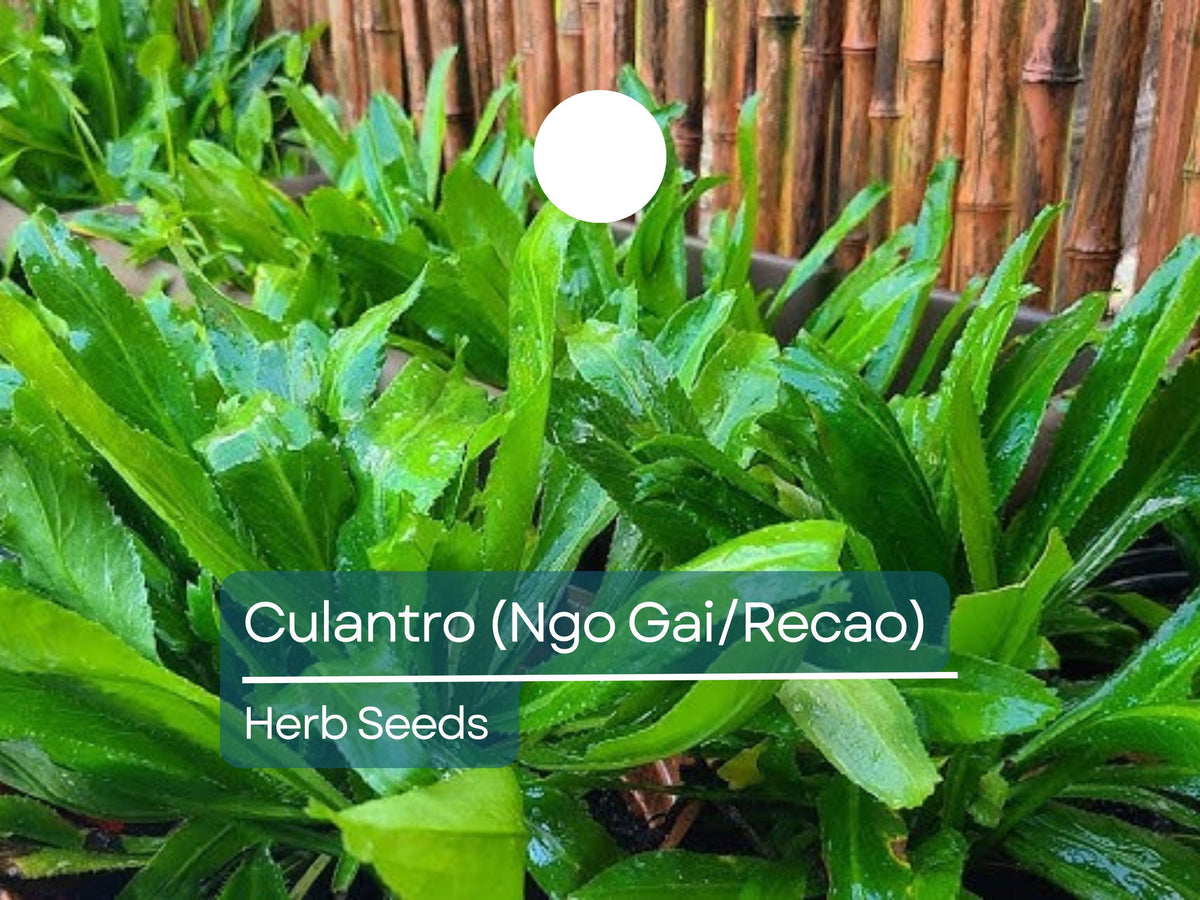 Culantro Seeds 100mg - Ngo Gai Recao Eryngium foetidum Tropical Culinary Herb for Soups & Salads - Aromatic Edible Herb
